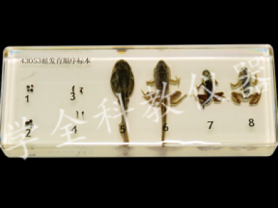 43053蛙發(fā)育順序標(biāo)本
