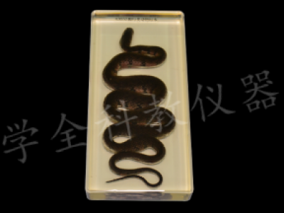 43052爬行類包埋標(biāo)本