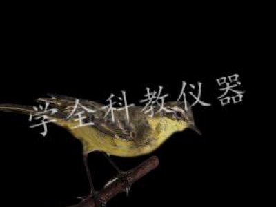 動物標本
