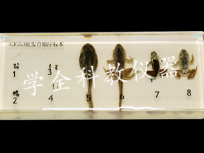 蛙發(fā)育順序標本